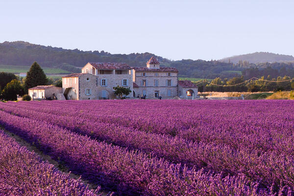 Лавандовые поля во Франции
