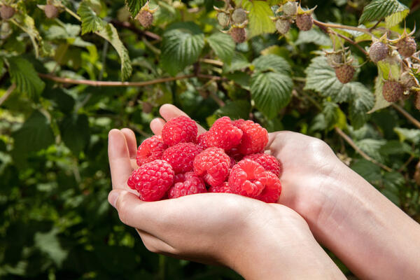 Готовьте ведра для ягод: названы три лучших удобрения для малины в конце лета