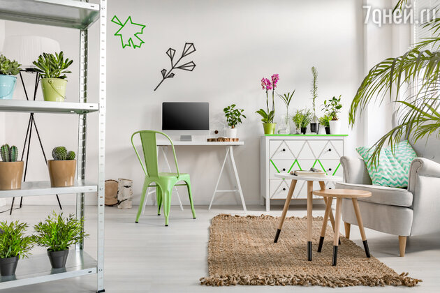 Комнатные растения и цветы, лучше всего очищающие домашний воздух. фото