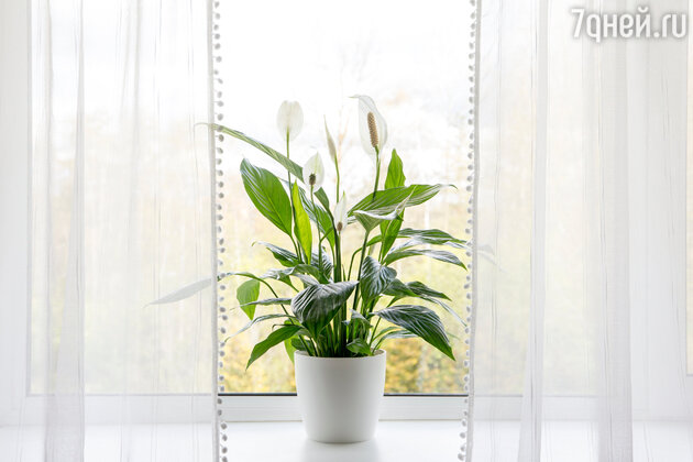 Комнатные растения и цветы, лучше всего очищающие домашний воздух. фото