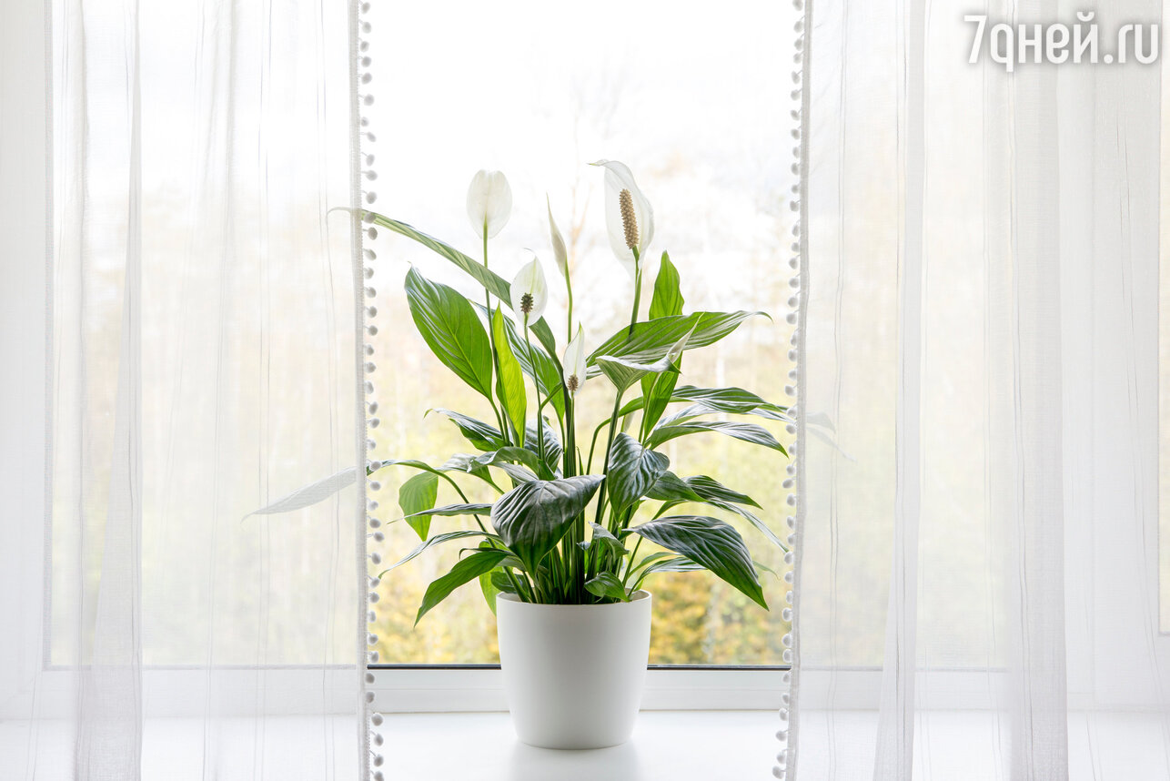 Комнатные растения и цветы, лучше всего очищающие домашний воздух - 7Дней.ру