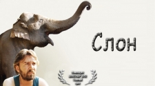 Слон