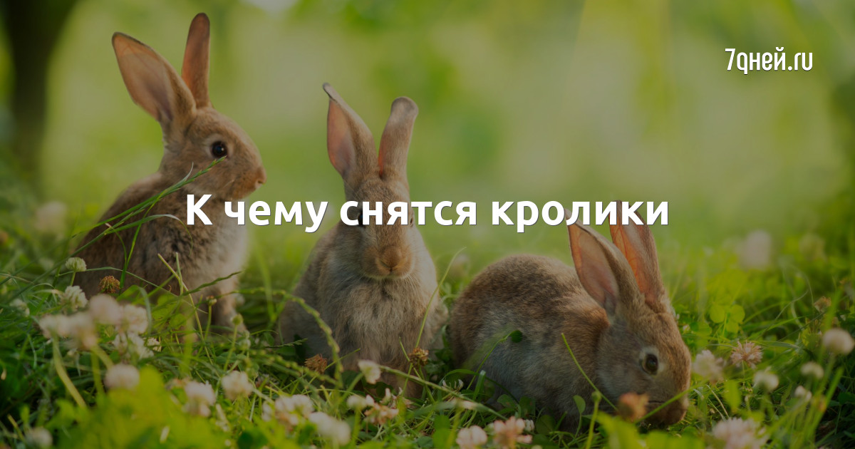 К чему снится заяц. Приснились кролики живые к чему. Приснились кролики живые к чему. К чему снится заяц. К чему снятся кролики женщине.