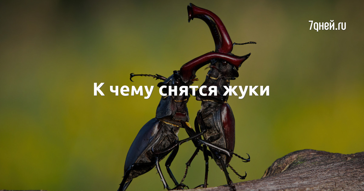 К чему снятся жуки во сне. Жуки к чему снятся жуки. К чему снится жук девушке. К чему снятся жуки много живые. К чему снятся жуки много живые.