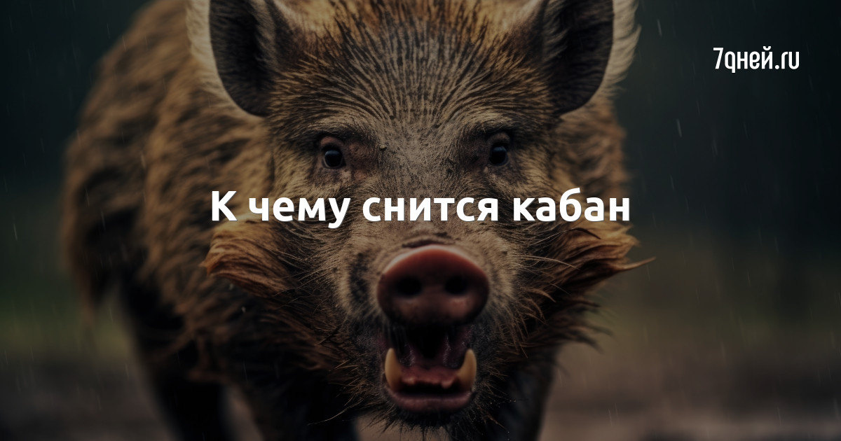 Сон кабан нападает. К чему снится кабан. к чему снится кабан дикий. сообщение о кабане. план кабан.