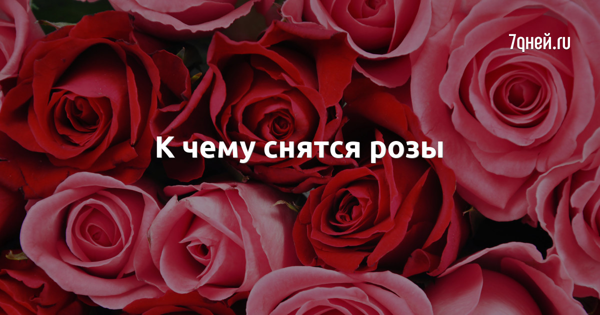 Получить розу во сне. К чему снятся розы. красные розы во сне для женщины. к чему снится розы красные много. имя сона розы.