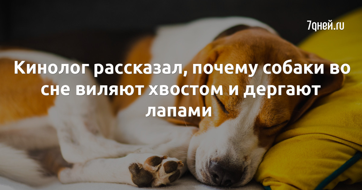 Снятся ли собакам сны