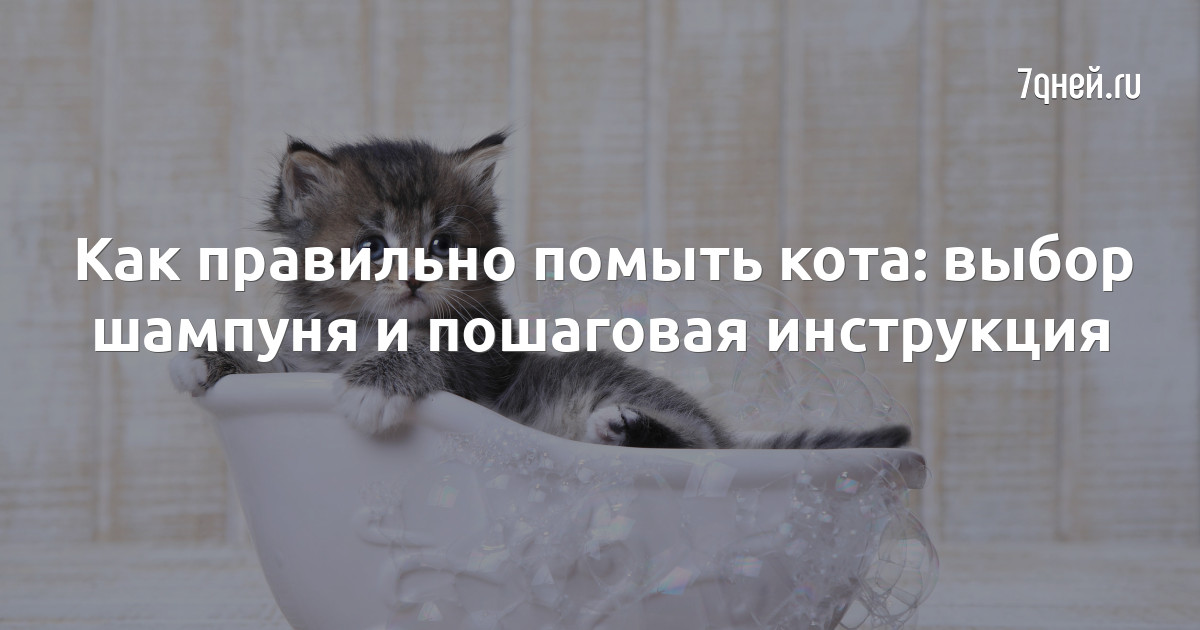 Как часто нужно мыть кота домашнего