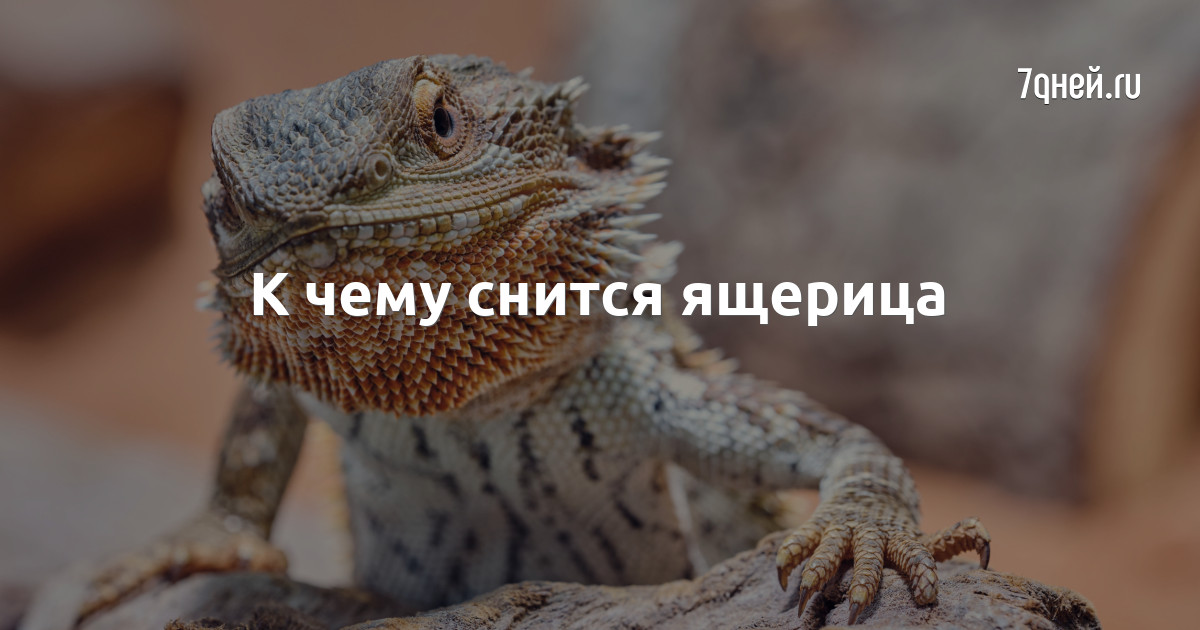 К чему снится игуана. Комодский варан черный. К чему снятся крупные ящерицы. Что означает ящерица. К чему снится ящерица.