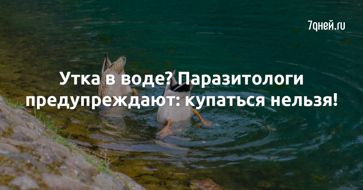 Почему нельзя плавать в водоеме где утки. Почему нельзя плавать в водоеме где утки